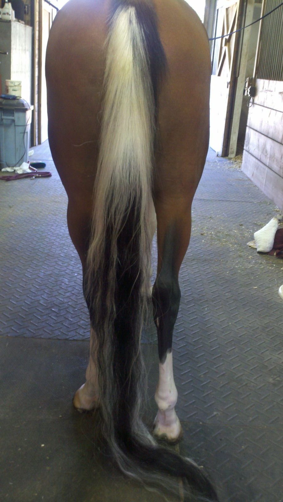 Preparing a Show Tail for Pasture